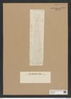 Diatomeae indet. Zeichnungen Sammlung Grunow Nr. 8972 (NHMW-BOT-W0378663)